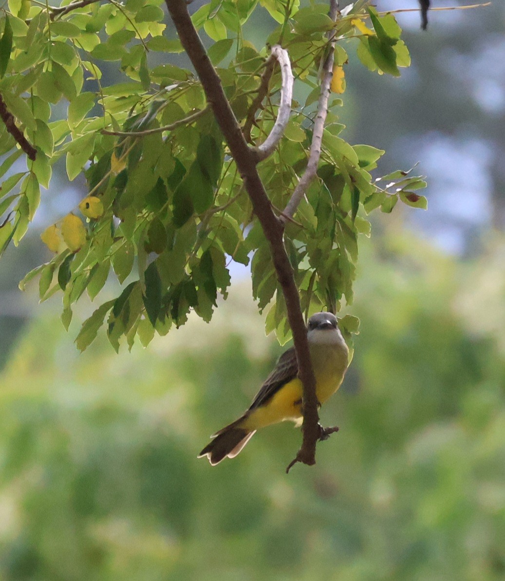Tropical Kingbird - ML642093034