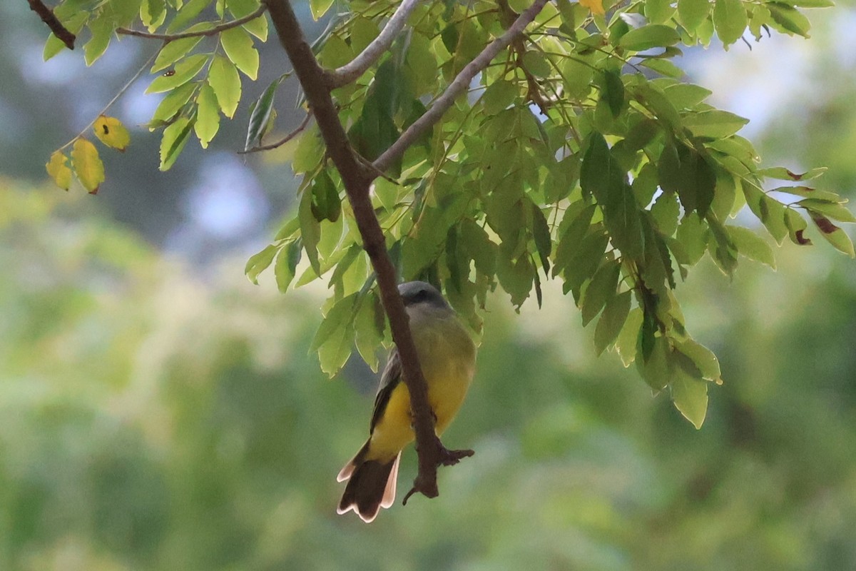 Tropical Kingbird - ML642093035