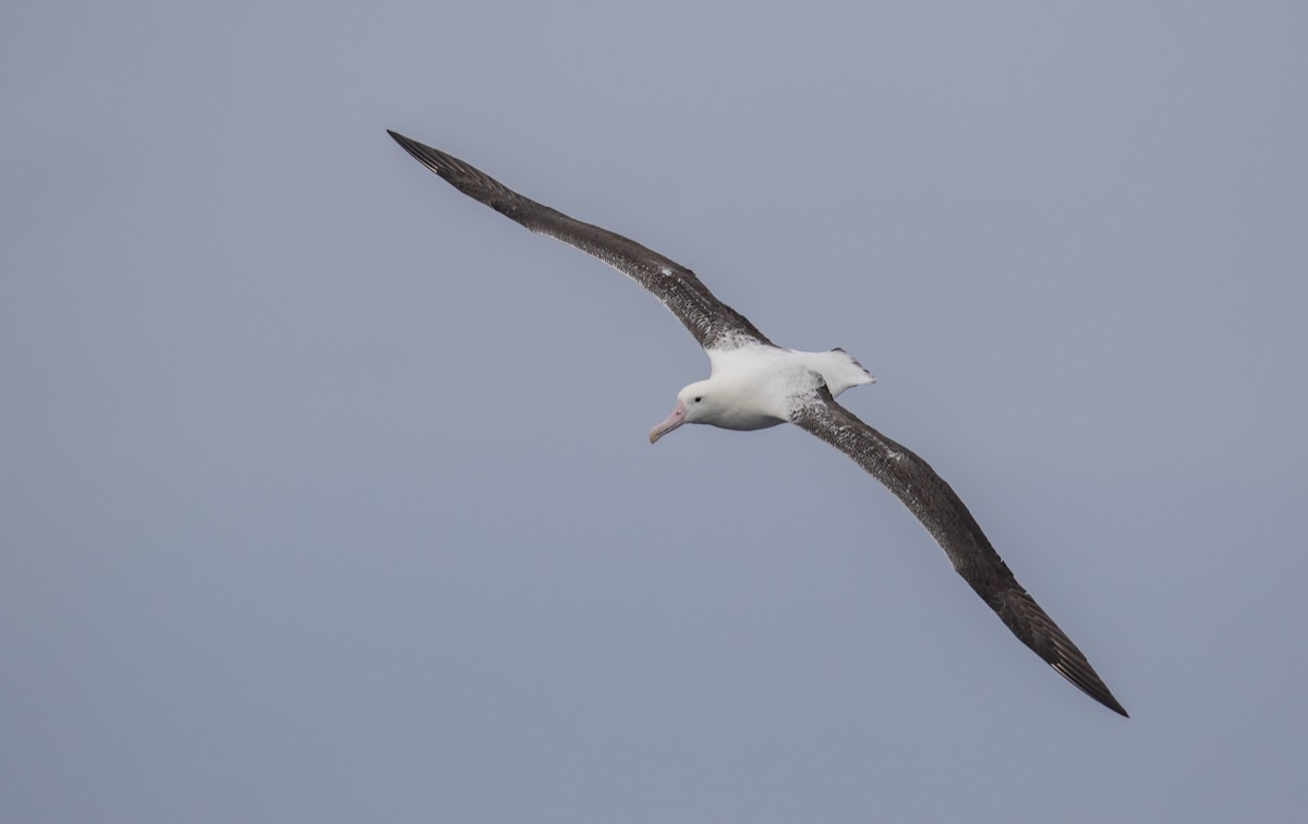 Albatros Real del Sur - ML642093037