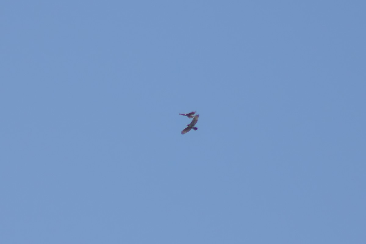 Red-shouldered Hawk - ML642093049