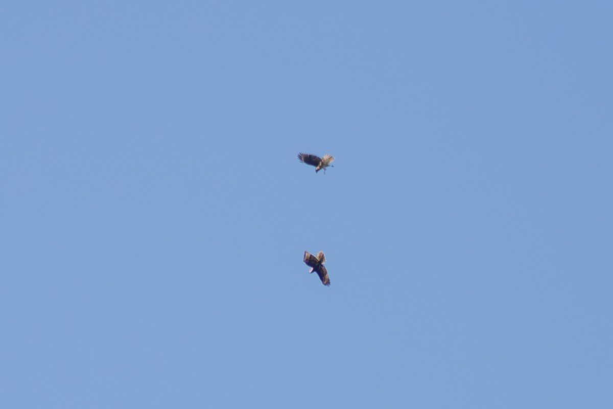 Red-shouldered Hawk - ML642093050