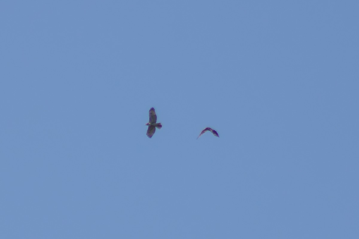 Red-shouldered Hawk - ML642093051