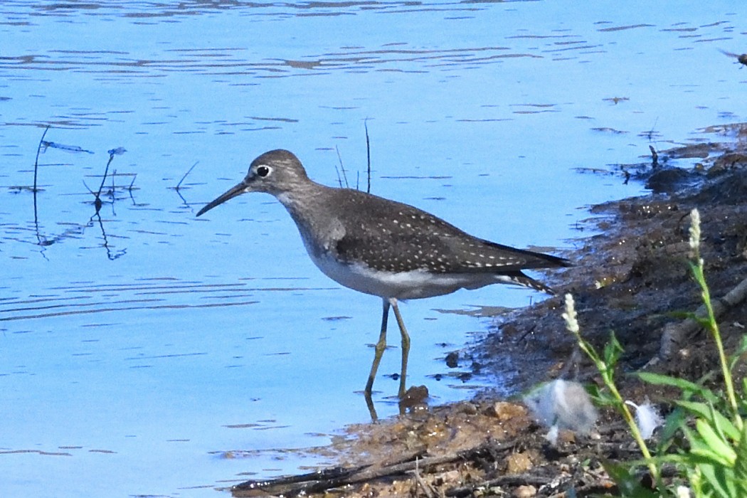 Solitary Sandpiper - ML642093054