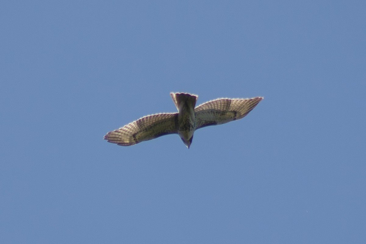 Red-tailed Hawk - ML642093057