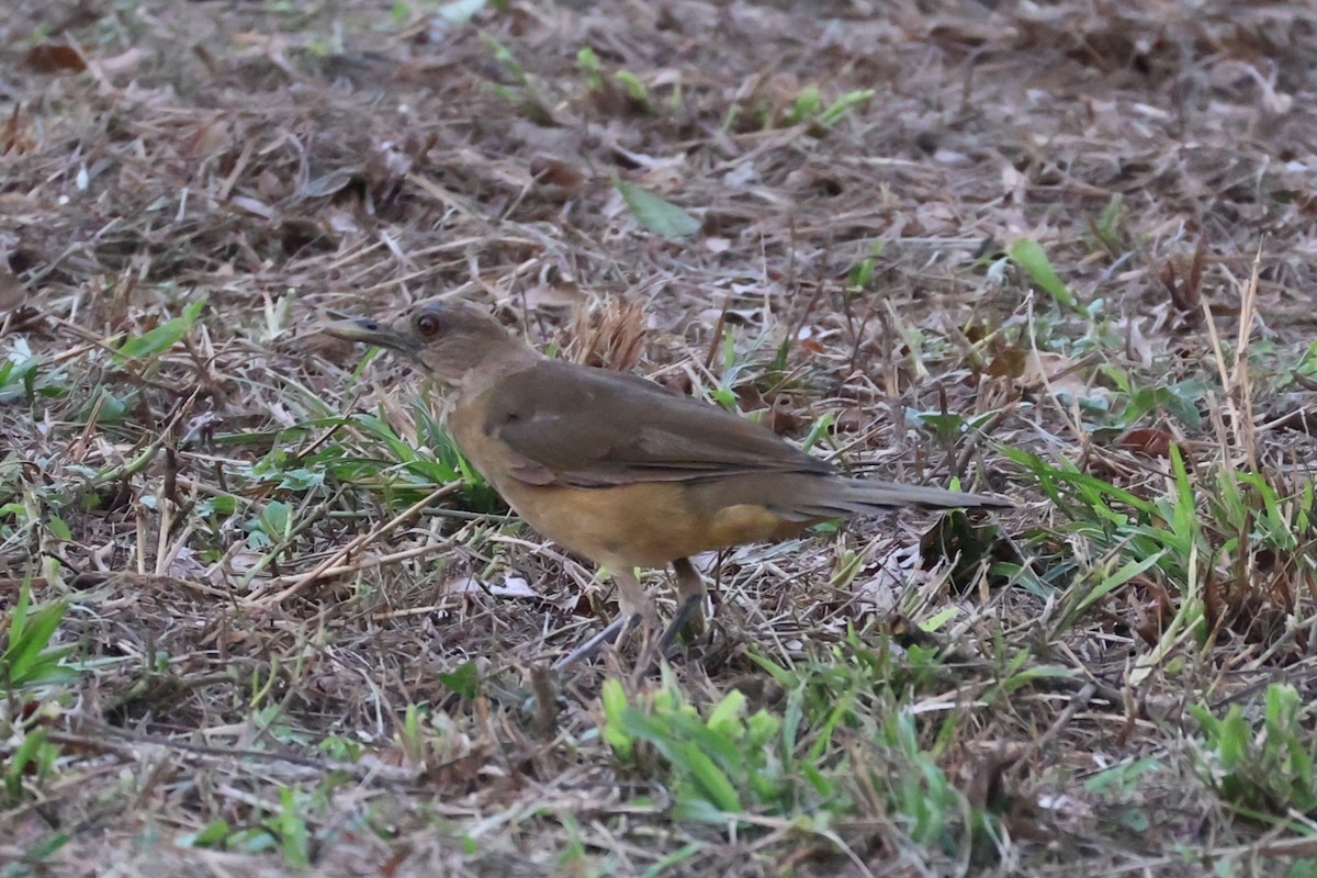 Clay-colored Thrush - ML642093061
