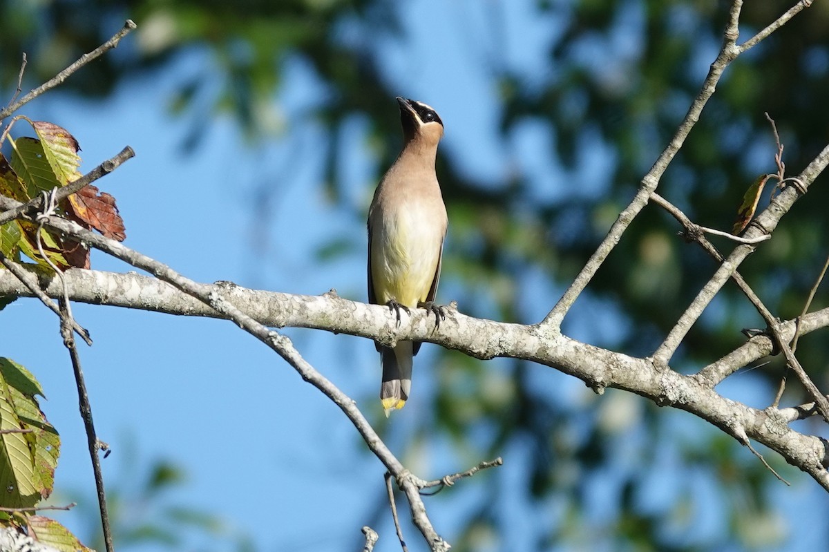 Cedar Waxwing - ML642093063