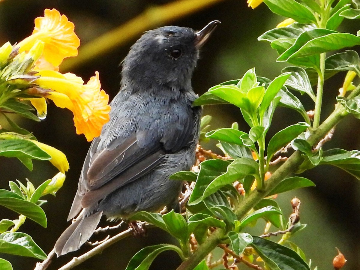 Slaty Flowerpiercer - ML642093067