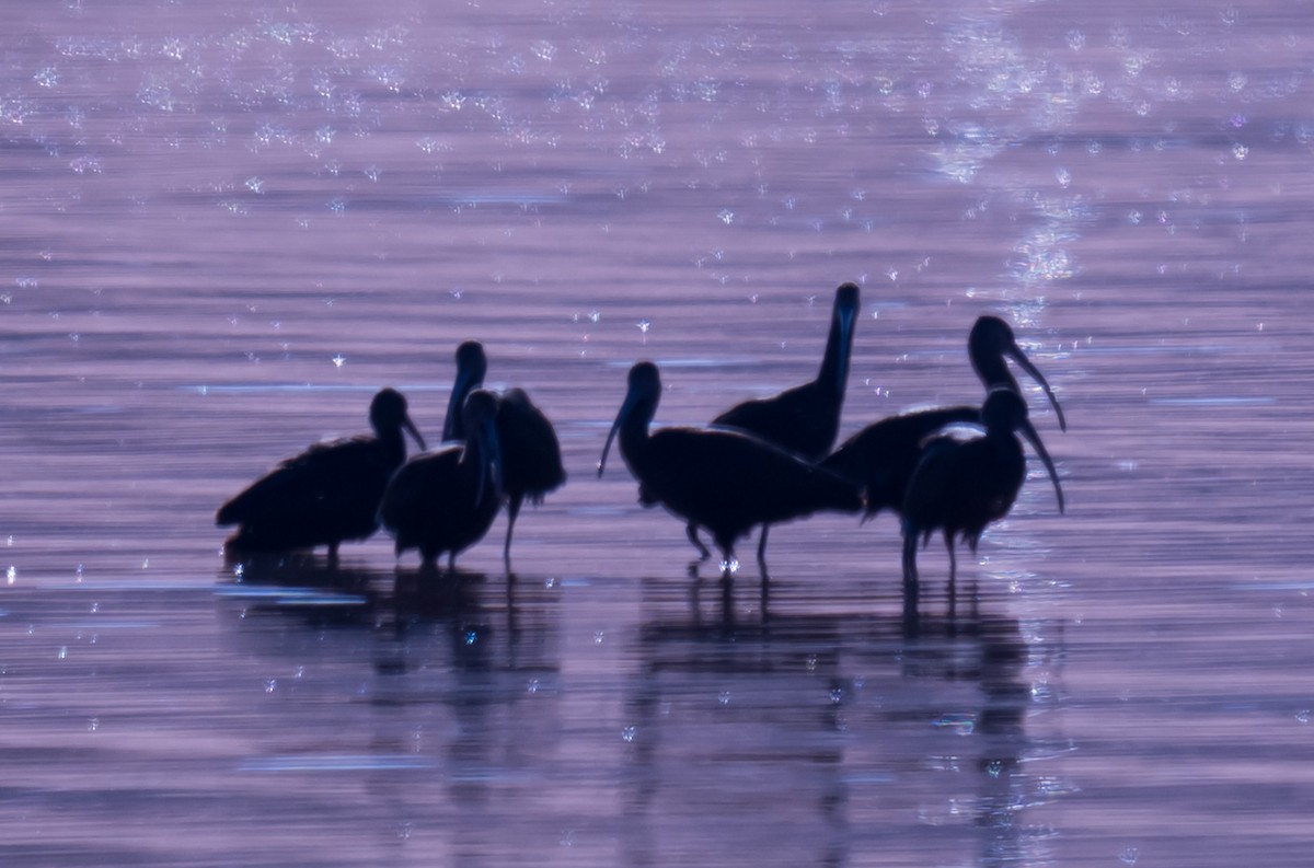 White-faced Ibis - ML642093068