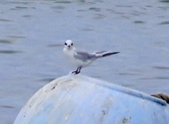 Forster's Tern - ML642093069