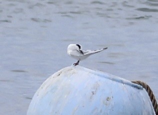 Forster's Tern - ML642093070