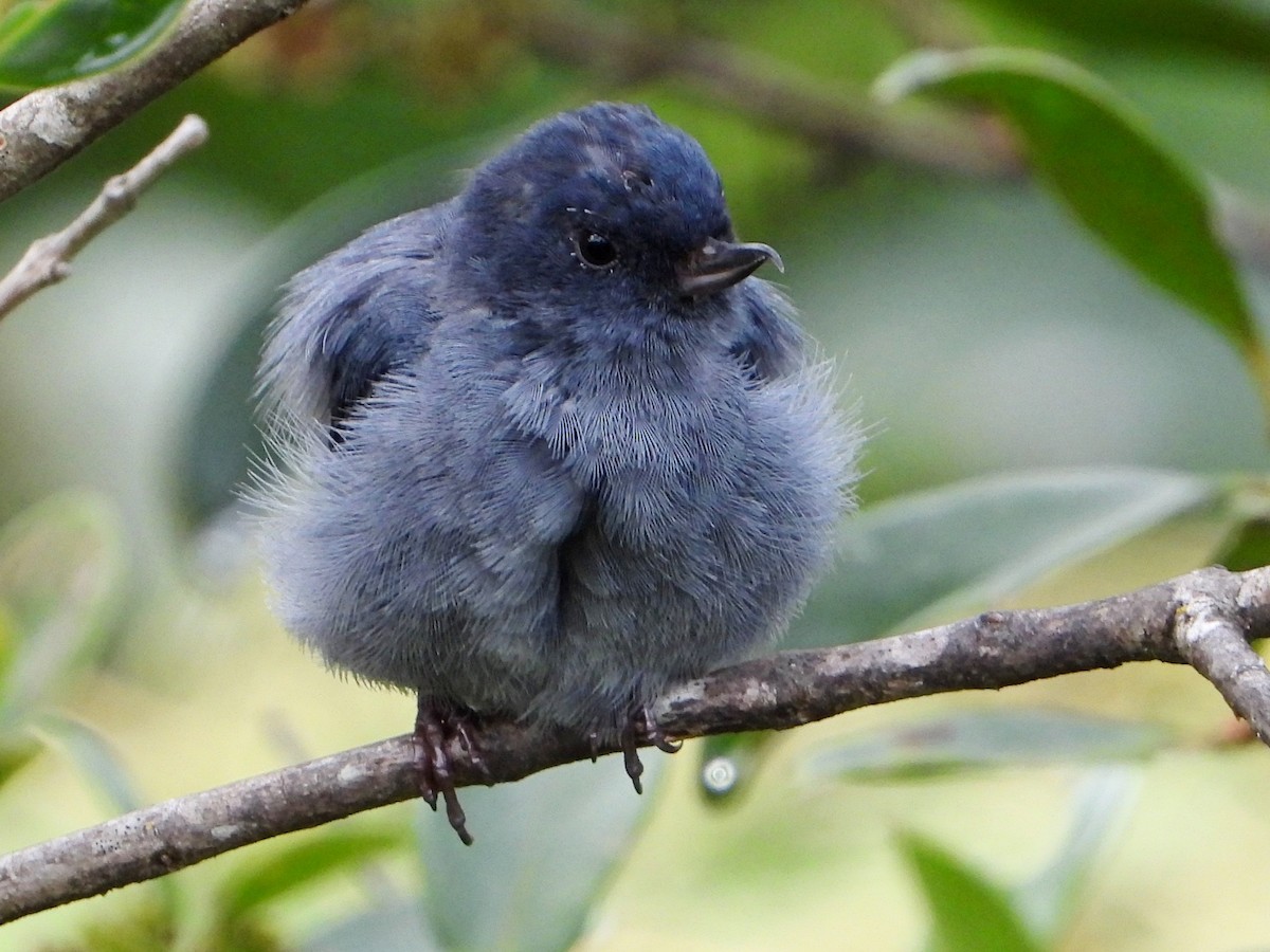 Slaty Flowerpiercer - ML642093072
