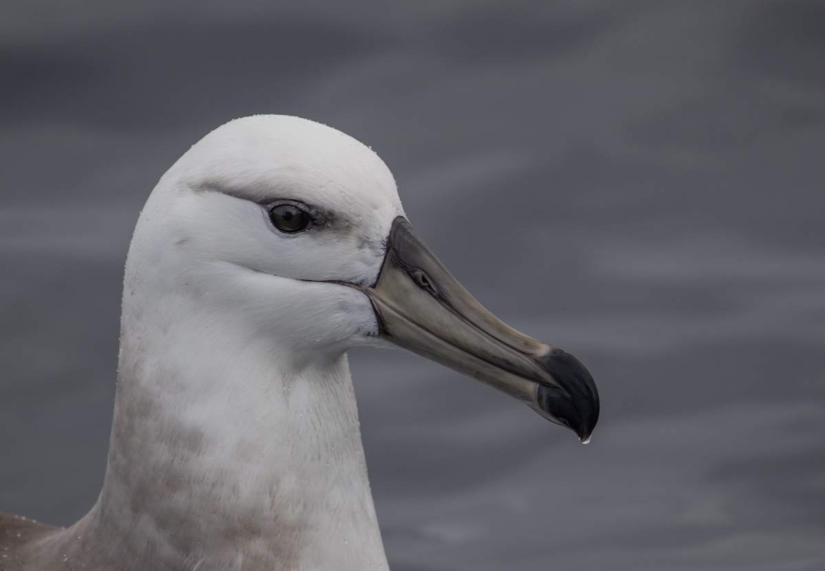 Black-browed Albatross - ML642093074
