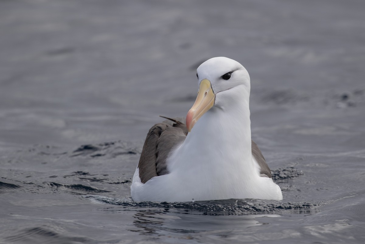 Black-browed Albatross (Black-browed) - ML642093075