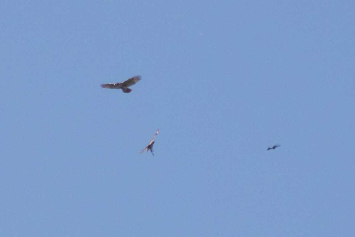 Red-tailed Hawk - ML642093076