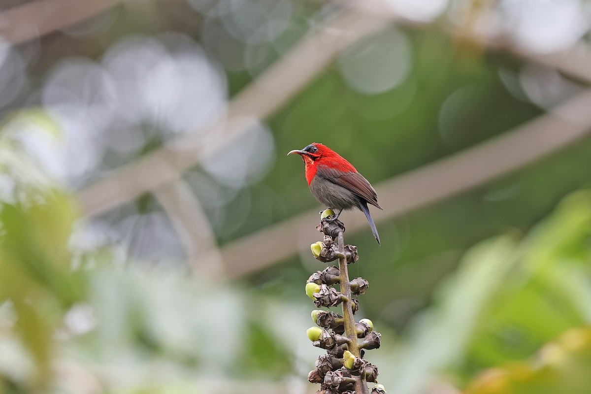 Crimson Sunbird - ML642093078