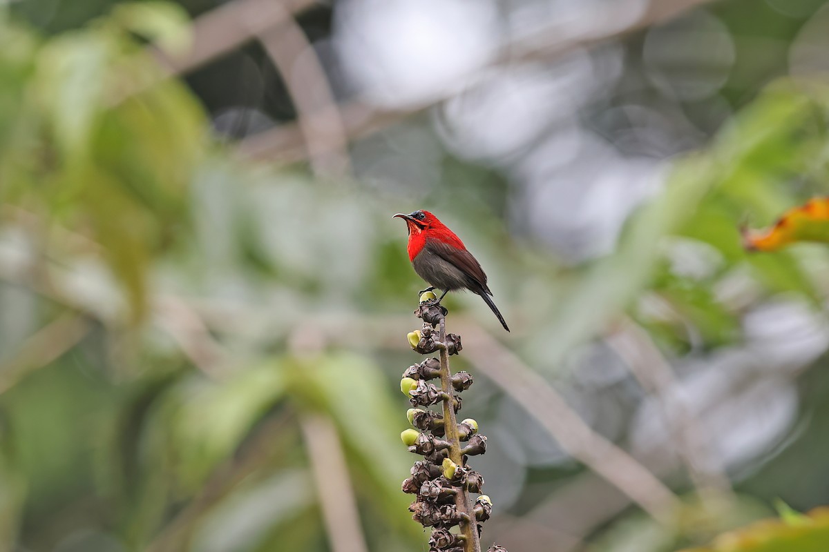 Crimson Sunbird - ML642093079