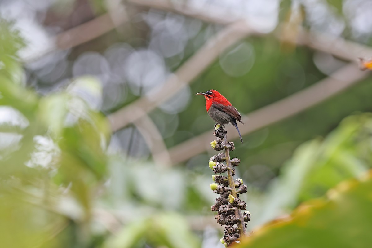 Crimson Sunbird - ML642093080