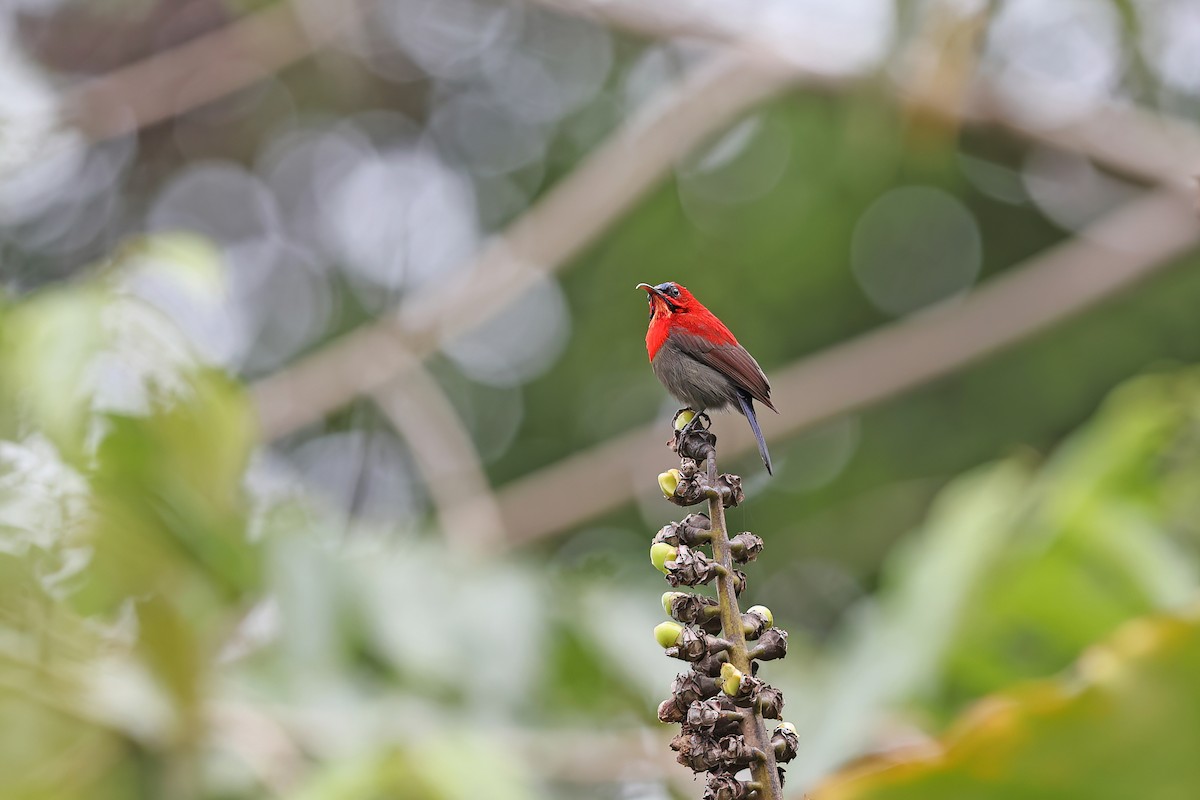 Crimson Sunbird - ML642093081