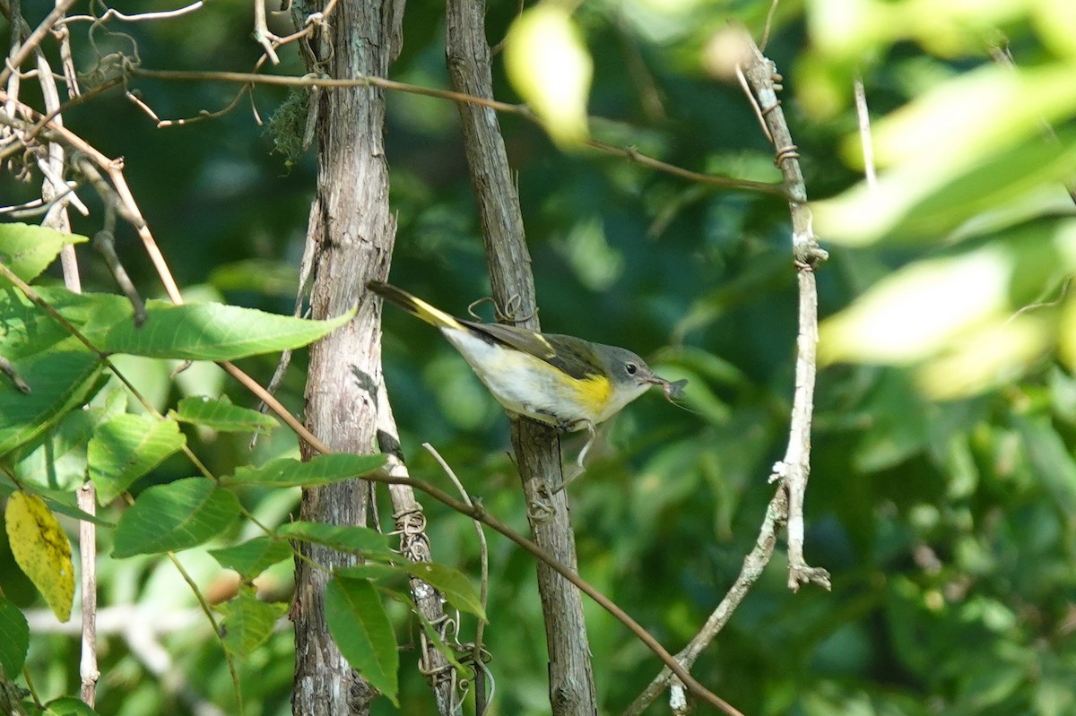 American Redstart - ML642093082