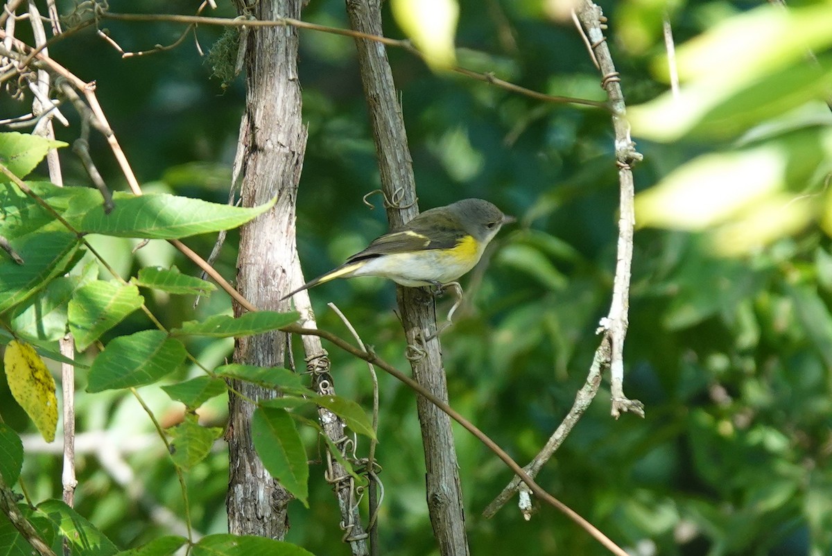 American Redstart - ML642093083