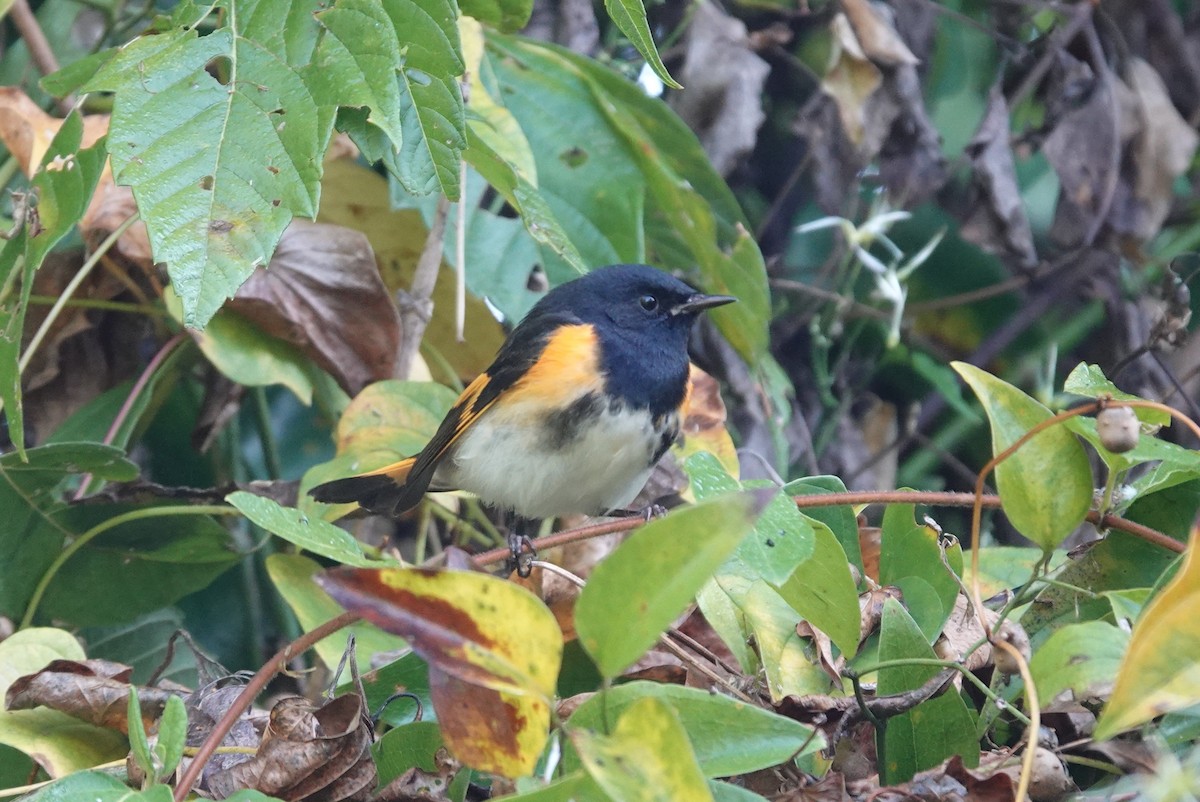American Redstart - ML642093084
