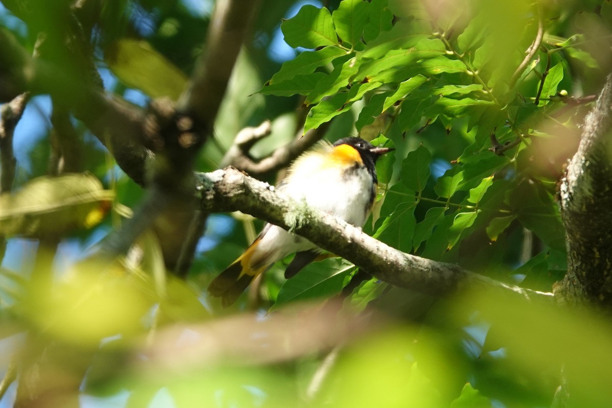 American Redstart - ML642093085