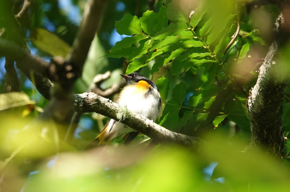 American Redstart - ML642093086