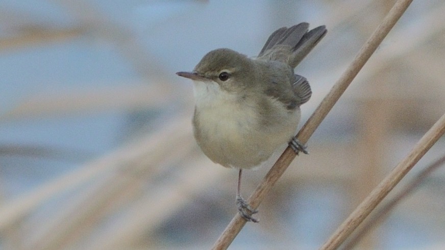 ヤブヨシキリ - ML642093087