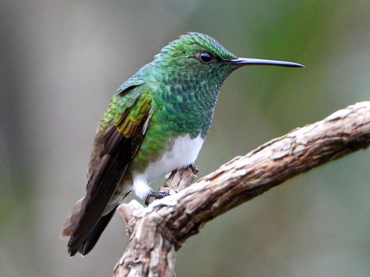 Snowy-bellied Hummingbird - ML642093088