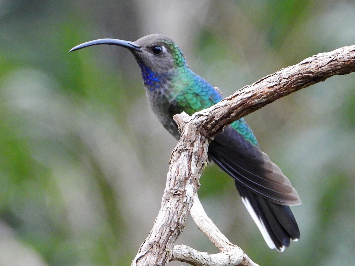 Violet Sabrewing - ML642093094