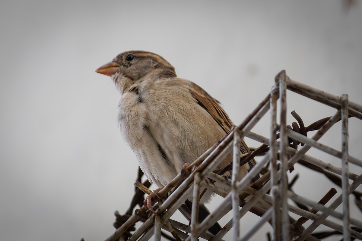 House Sparrow - ML642093099