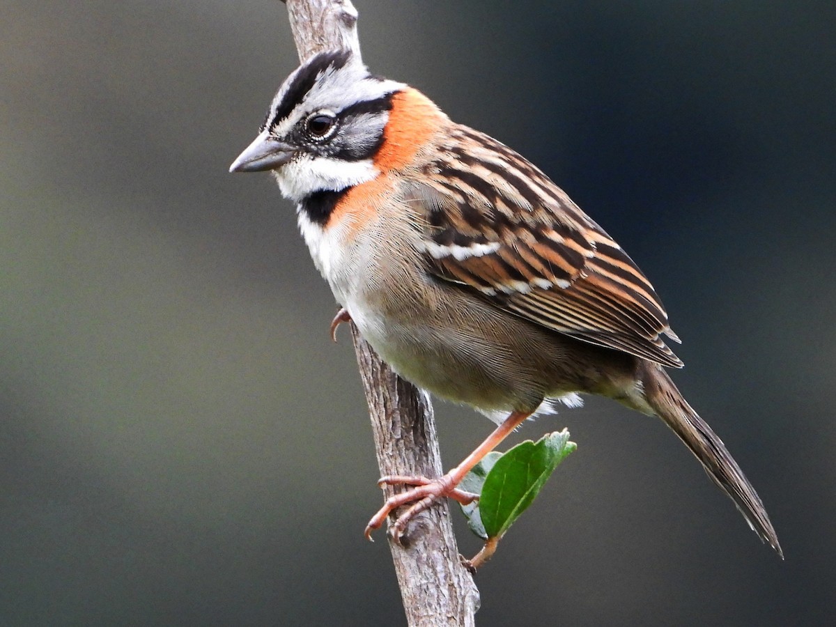 Rufous-collared Sparrow - ML642093104