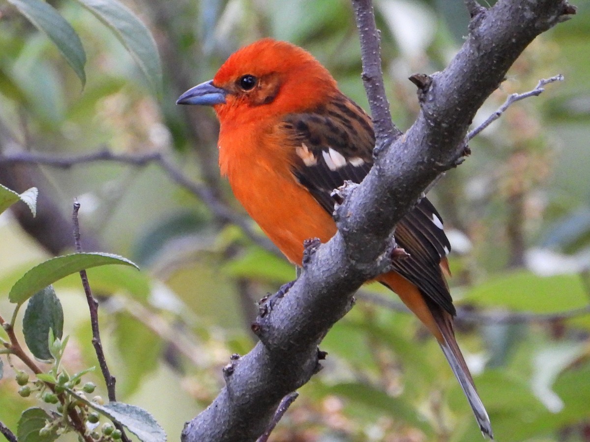 Flame-colored Tanager - ML642093107