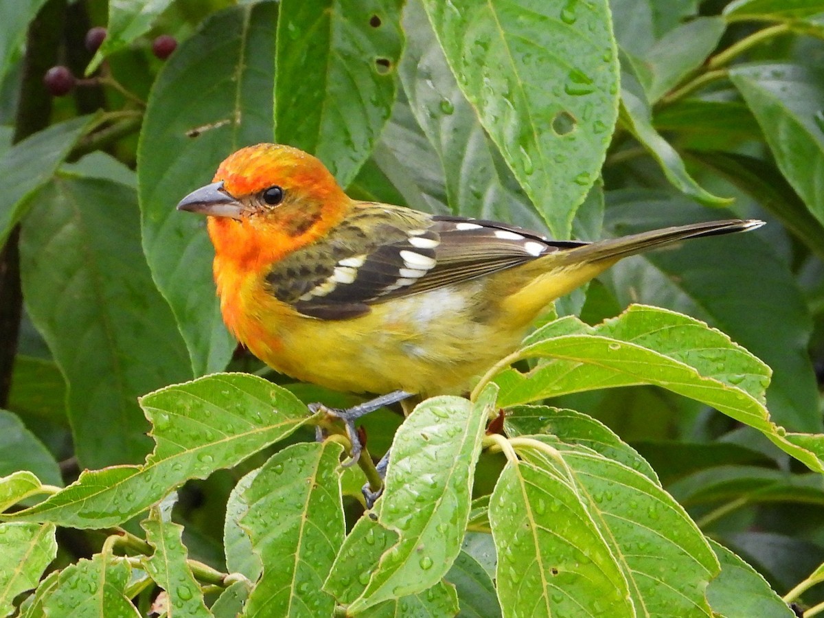 Flame-colored Tanager - ML642093109