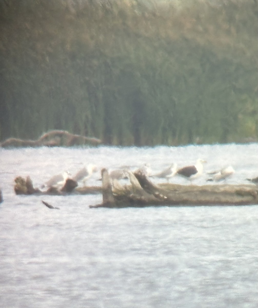 gull sp. - ML642093111