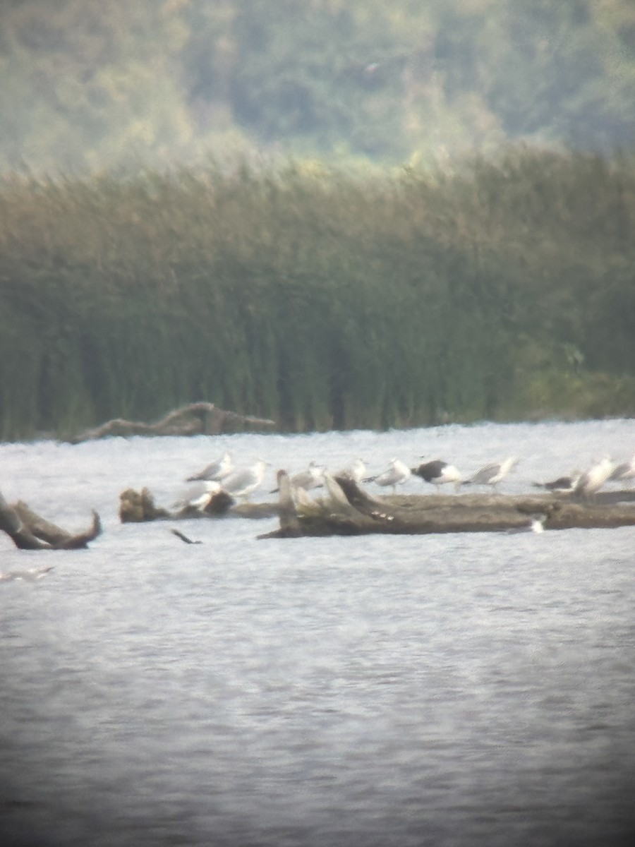 gull sp. - ML642093112