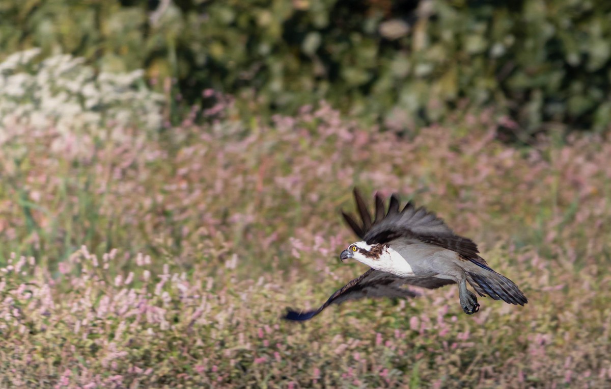 Osprey - ML642093113