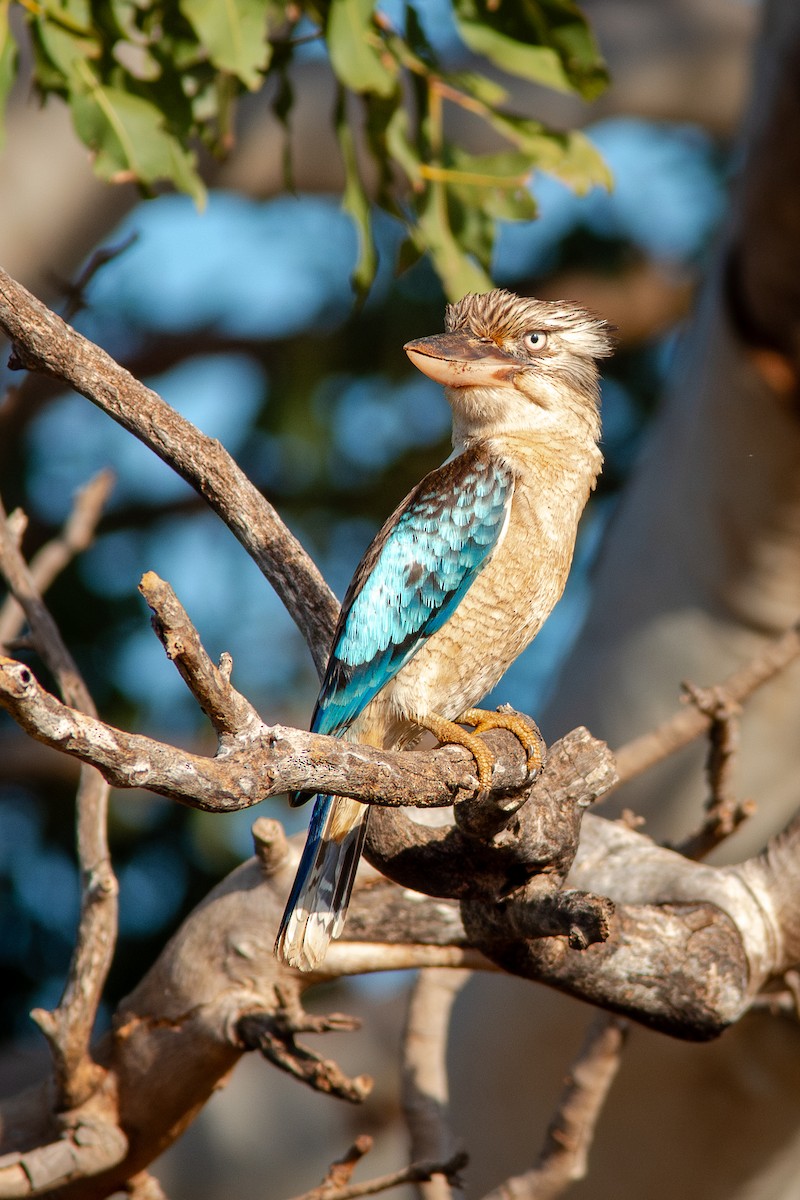 Blue-winged Kookaburra - ML642093114
