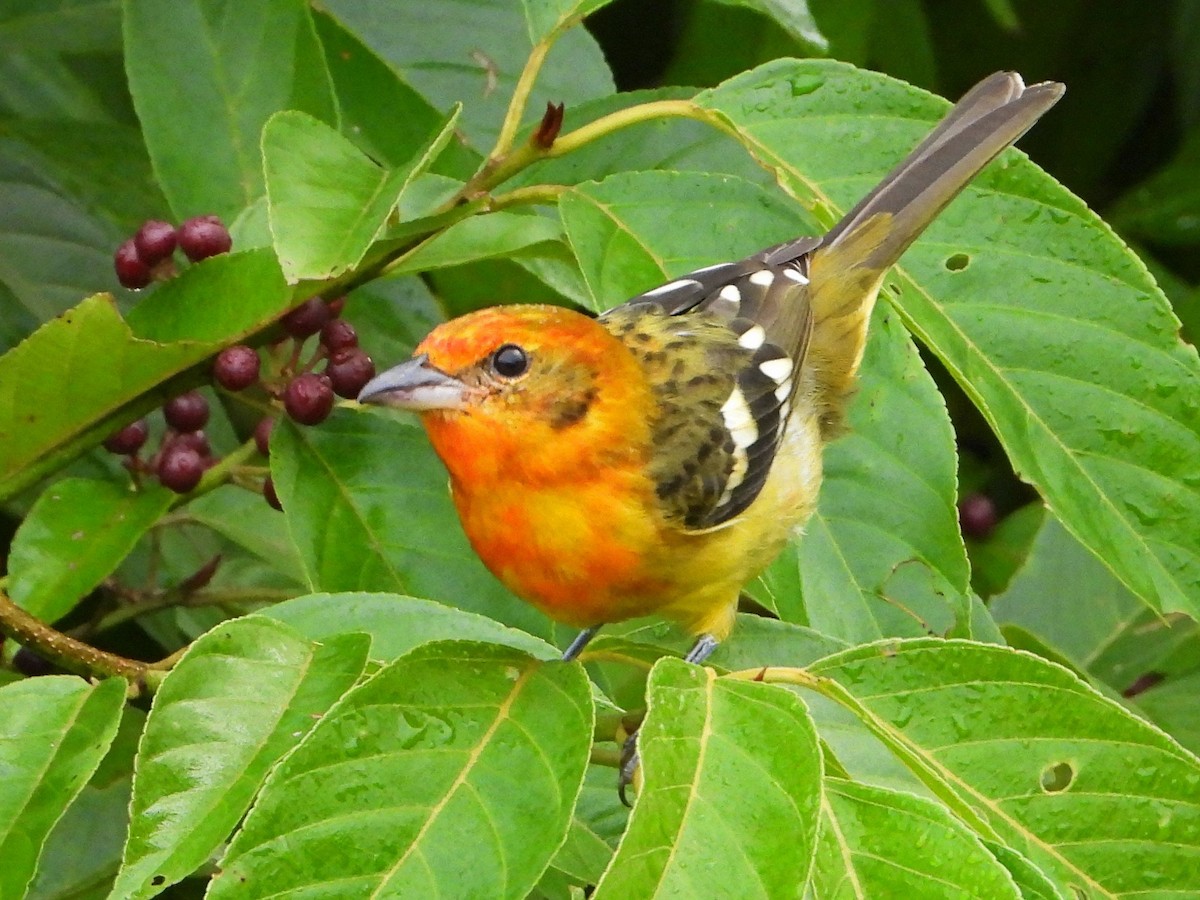 Flame-colored Tanager - ML642093123