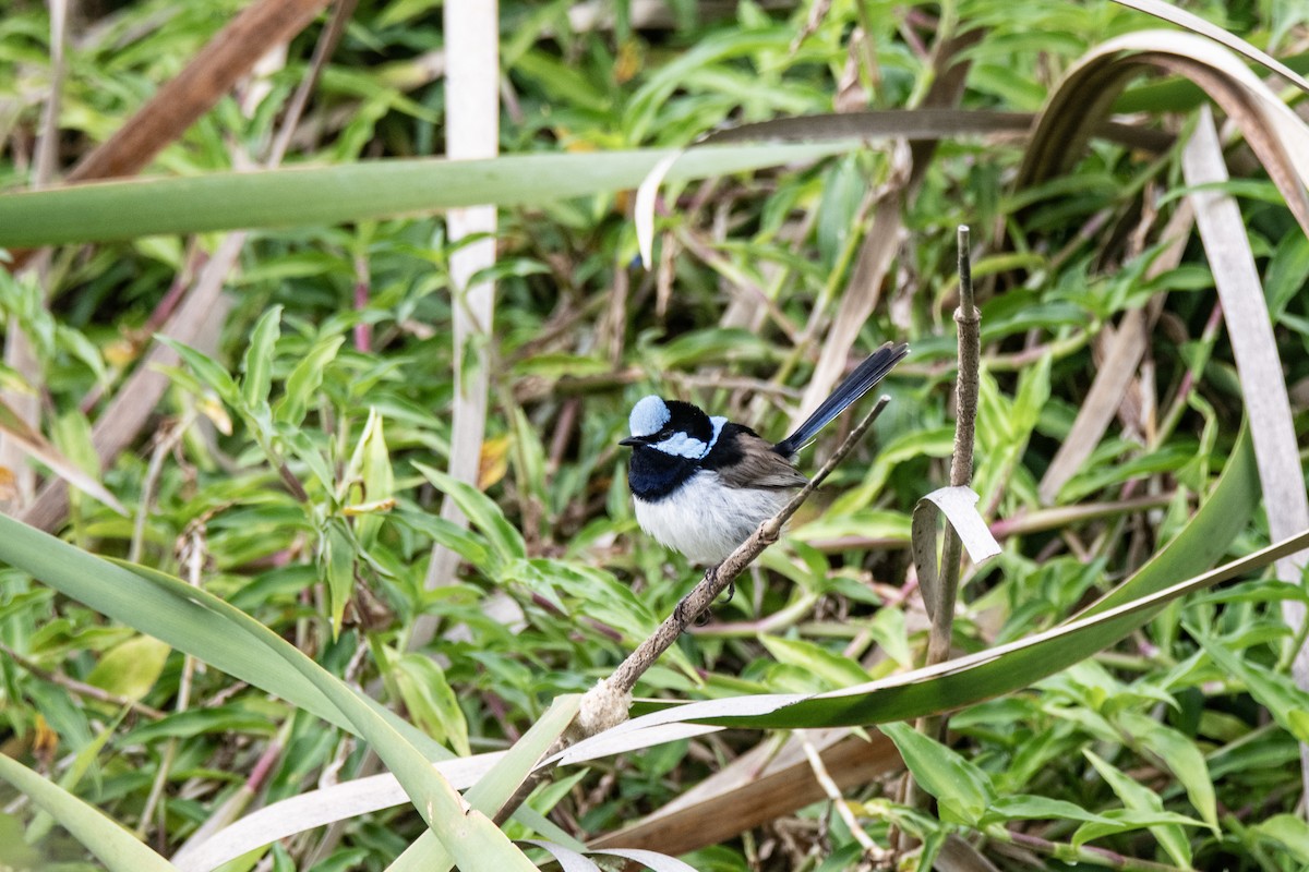 Superb Fairywren - ML642093125