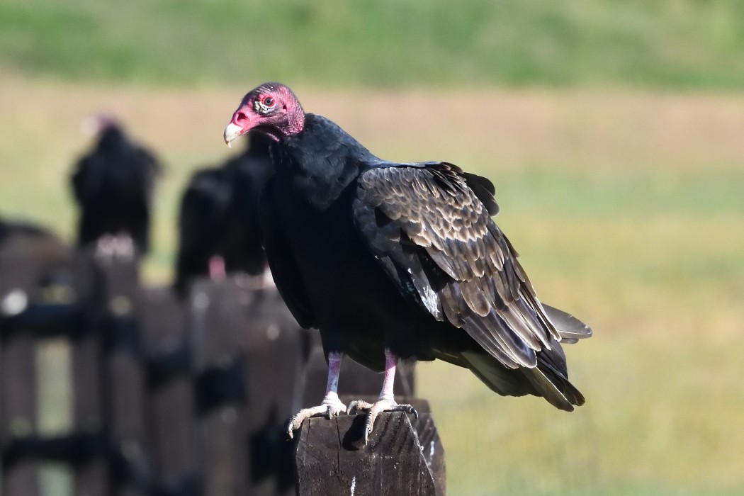 Turkey Vulture - ML642093126