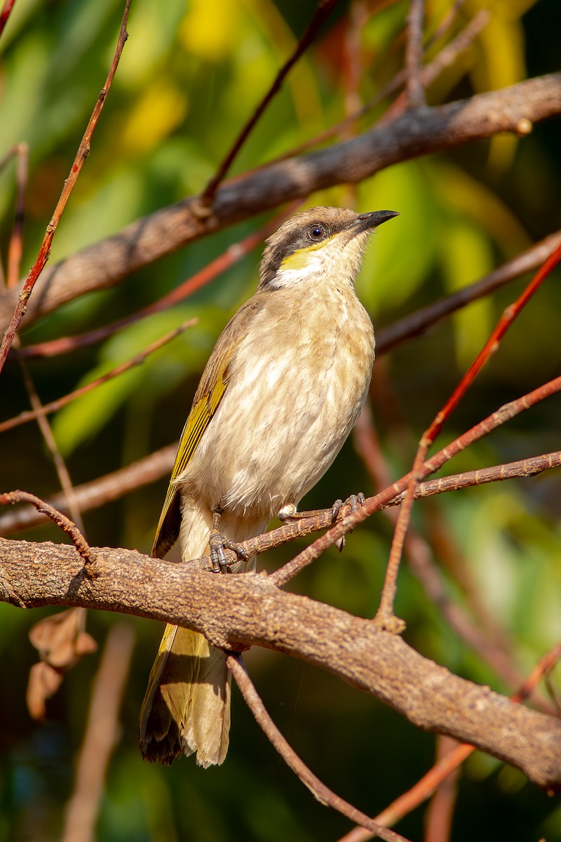 Singing Honeyeater - ML642093127