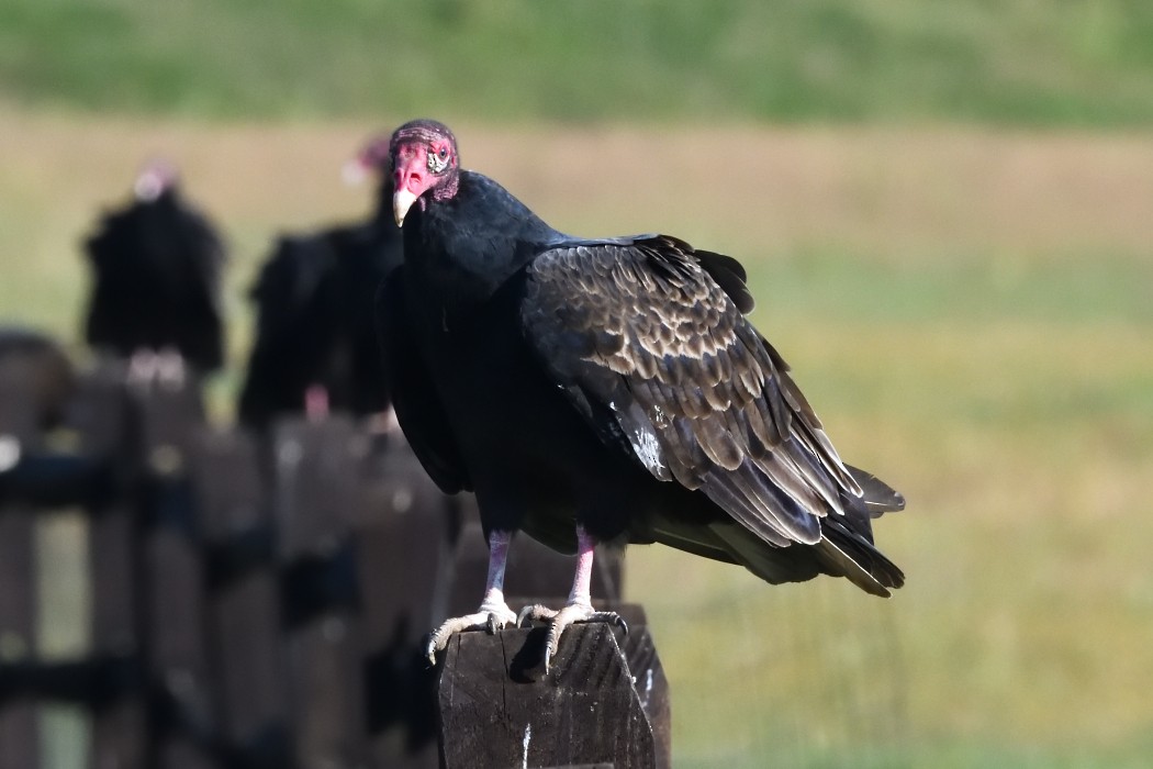 Turkey Vulture - ML642093128