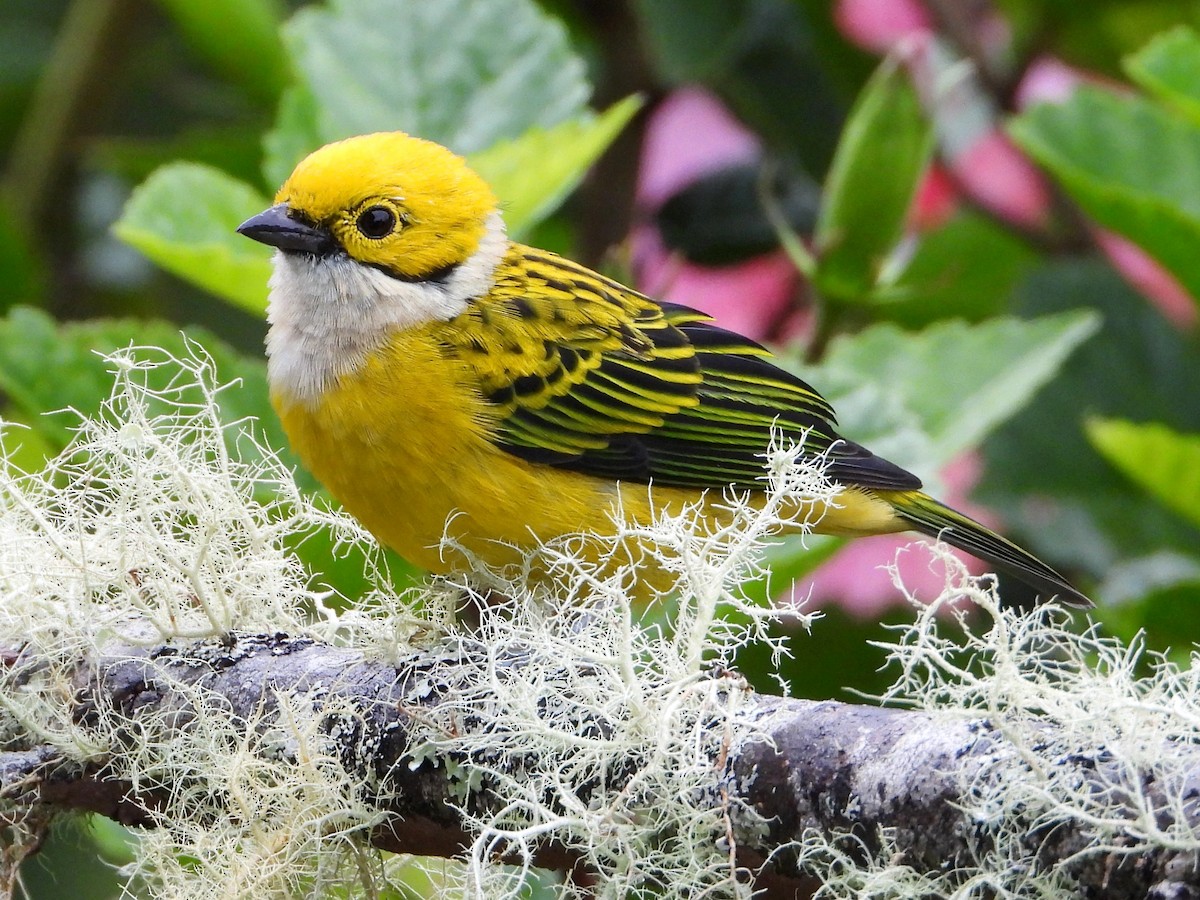 Silver-throated Tanager - ML642093129