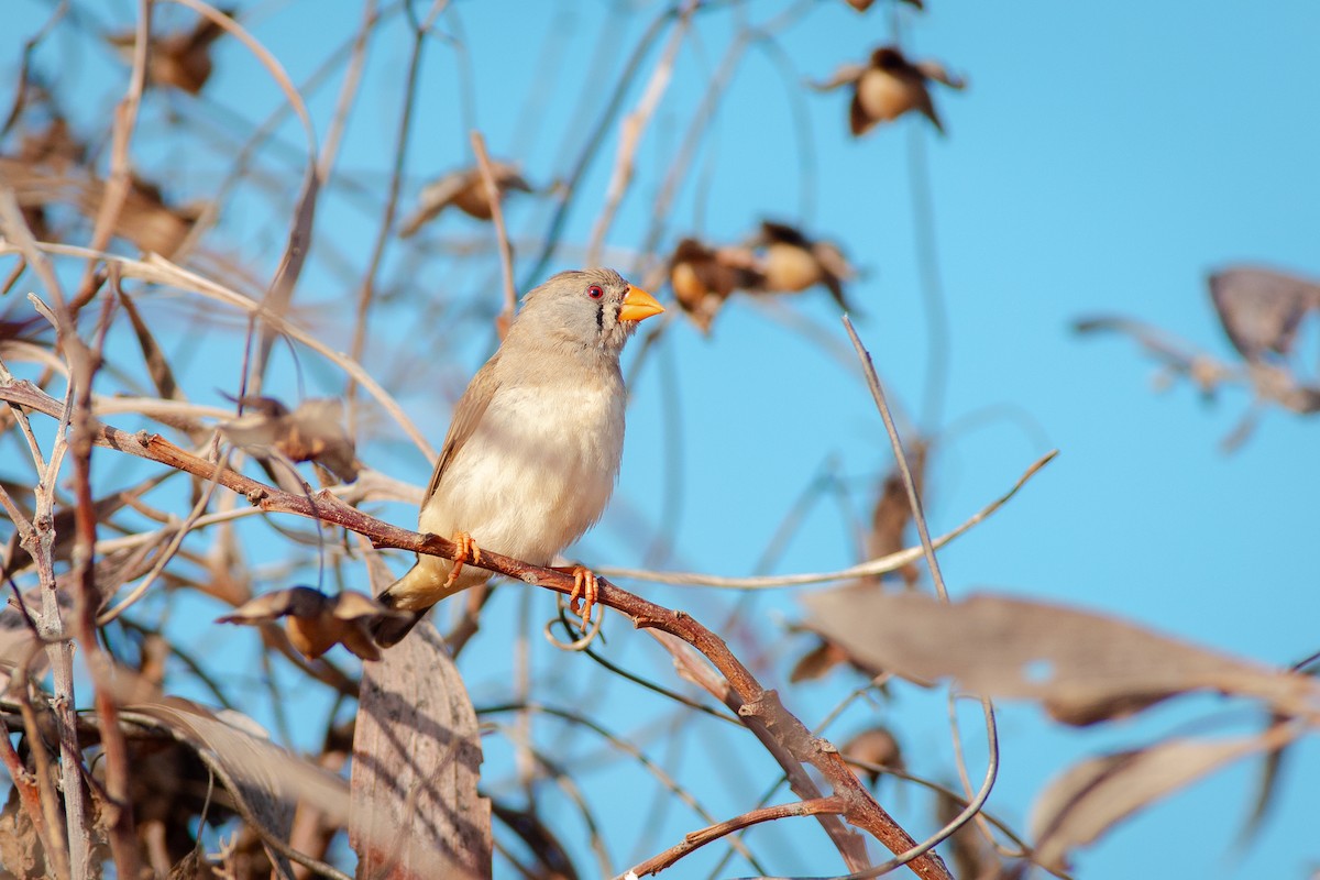 Zebra Finch - ML642093131