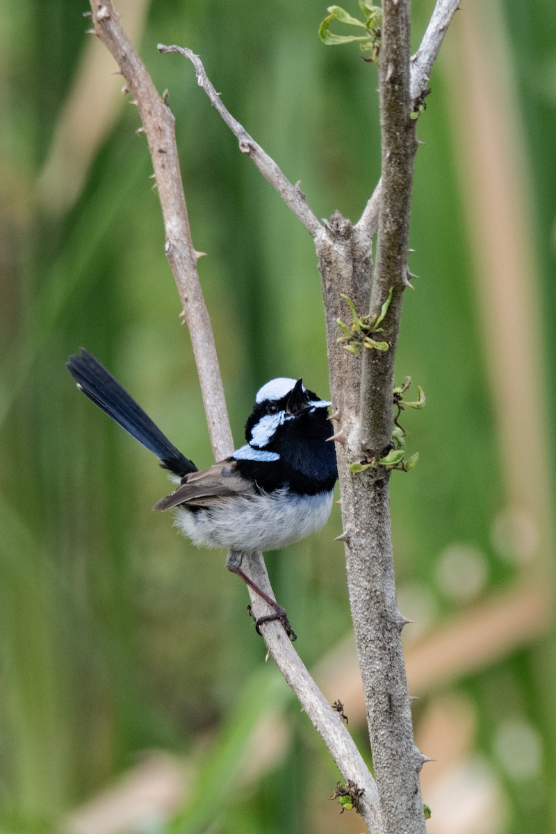 Superb Fairywren - ML642093132