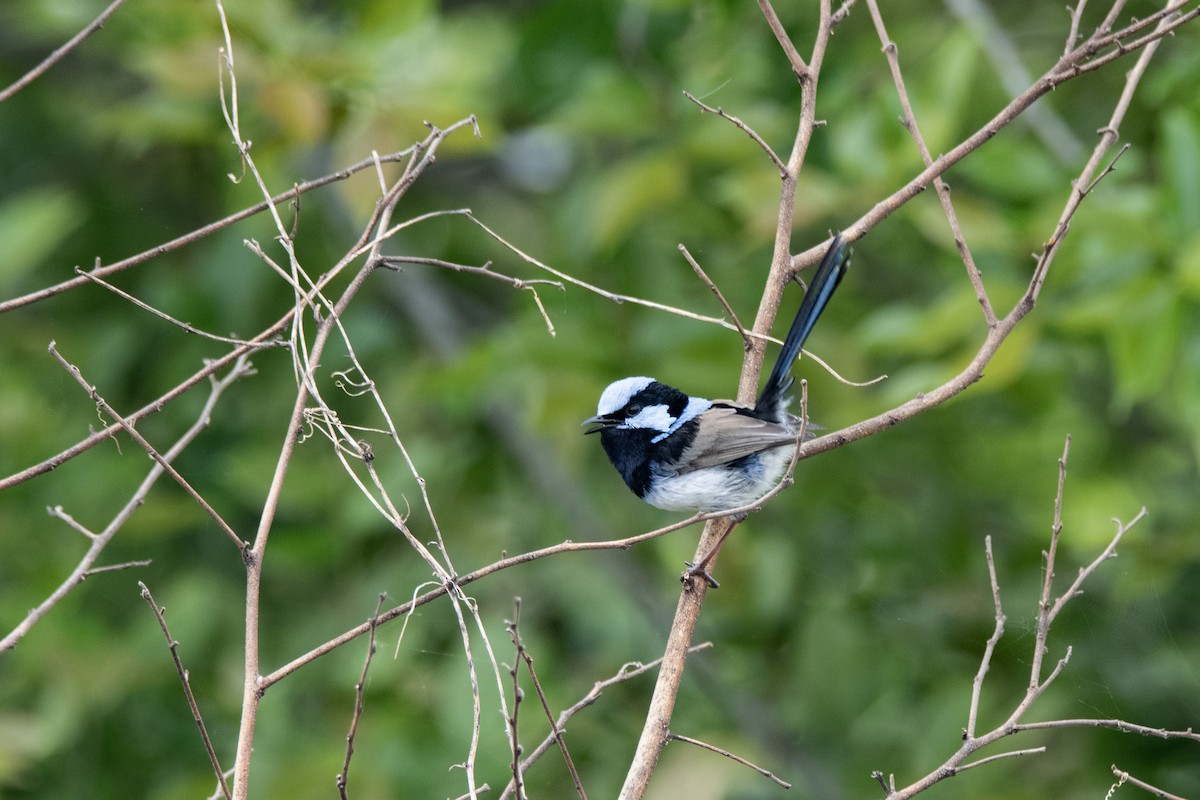 Superb Fairywren - ML642093140