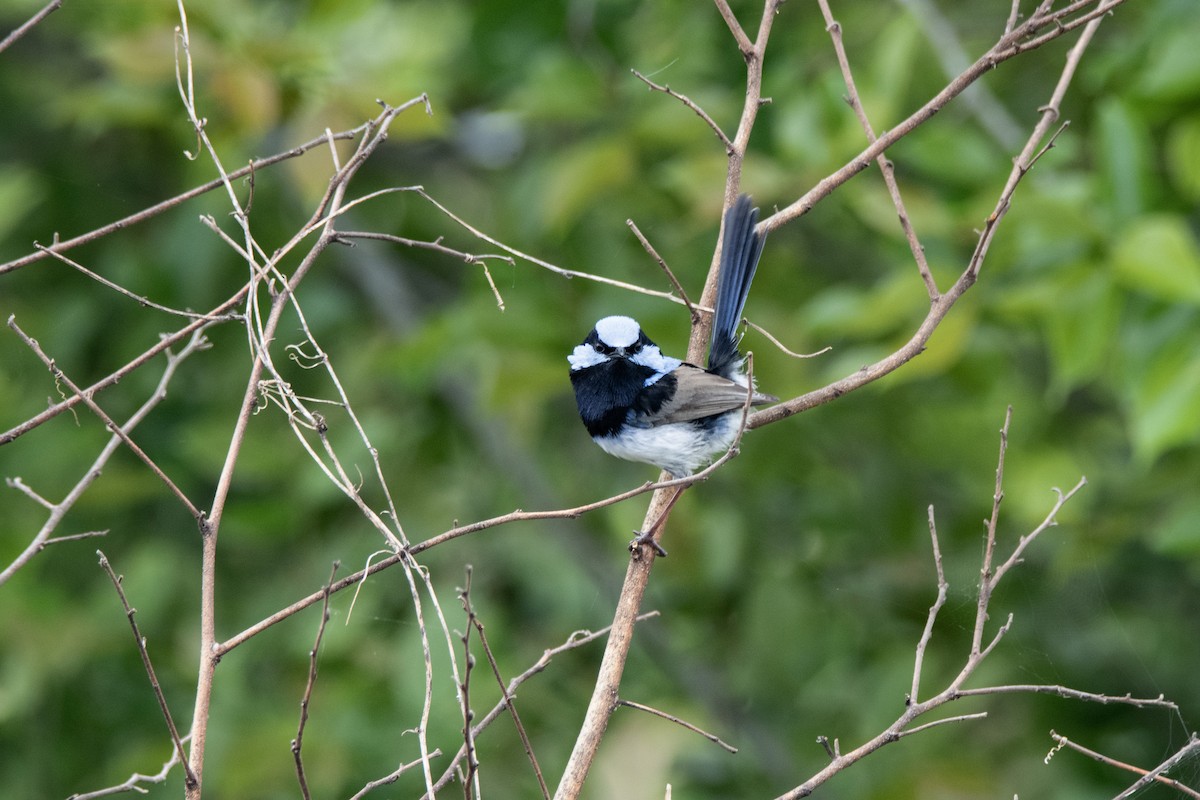 Superb Fairywren - ML642093141