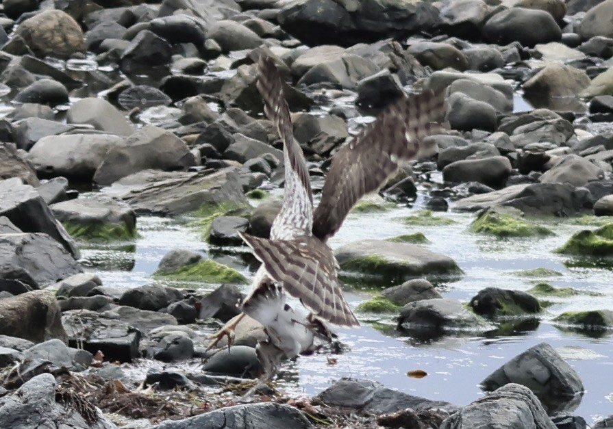 Cooper's Hawk - ML642093146