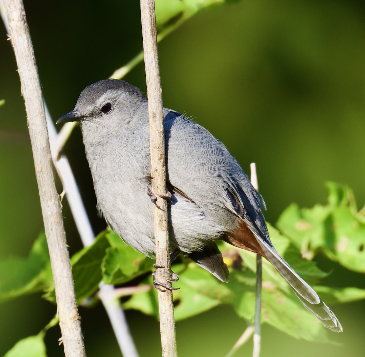 Gray Catbird - ML642093149